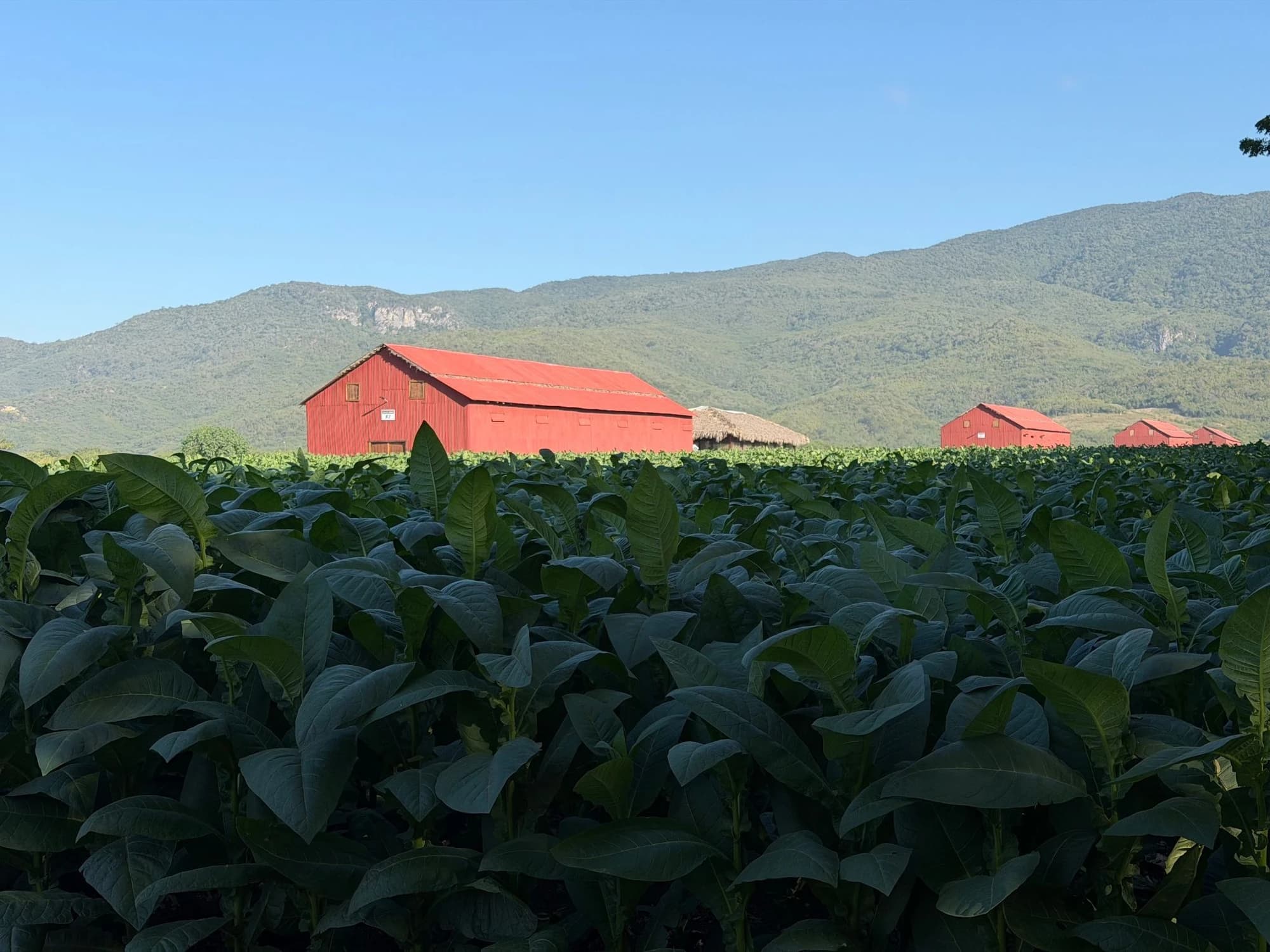 Davidoff Plantation Visit in Villa Clara | ProCigar 2026